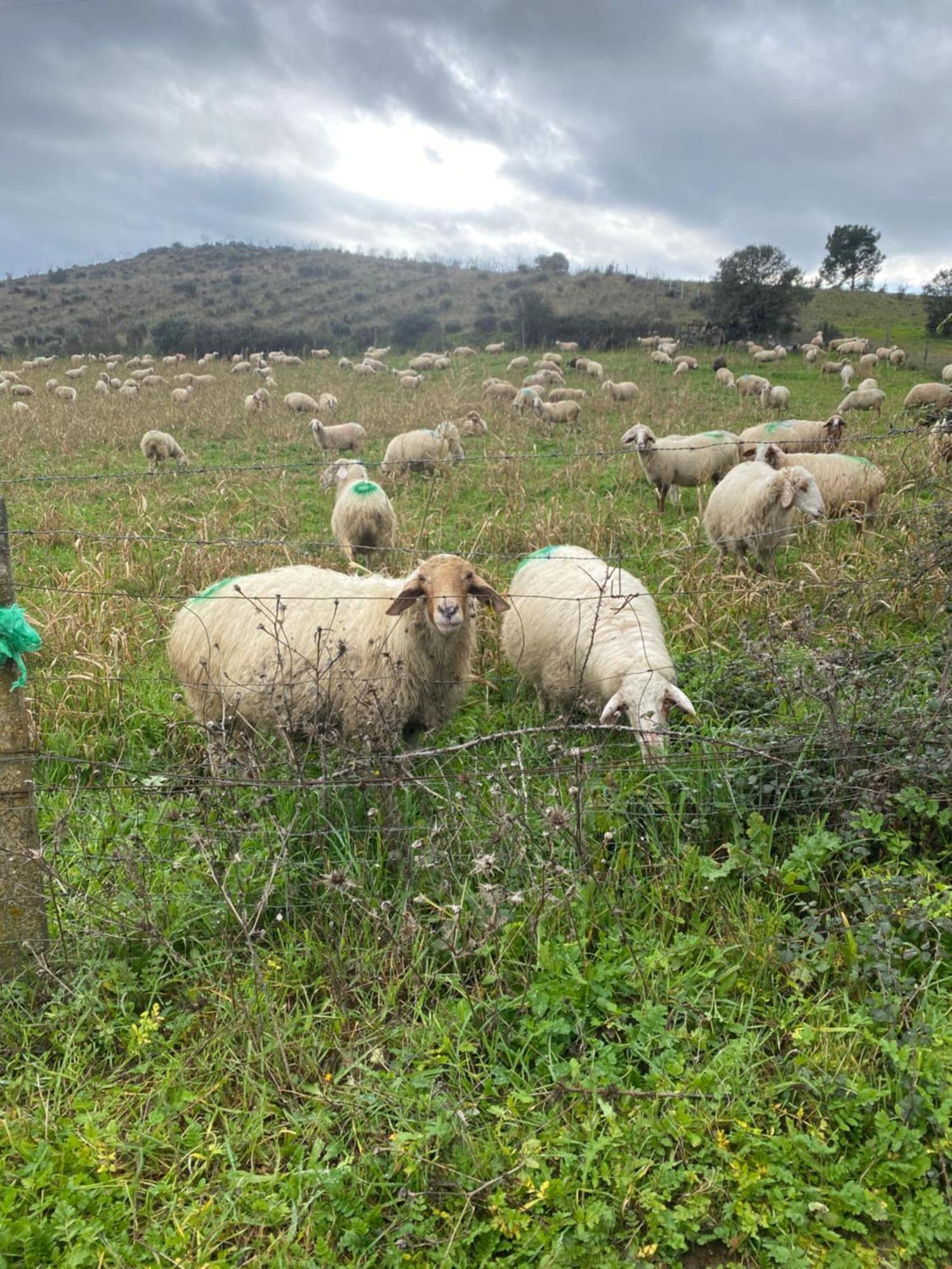 פיגואירה דה קסטלו רודריגו Colmeal Countryside Hotel מראה חיצוני תמונה